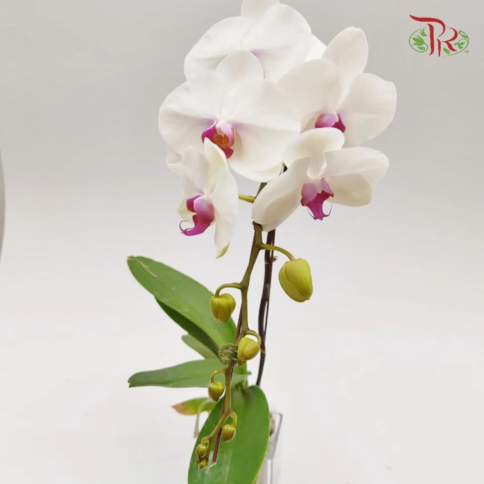 Big Single Stem Phalaenopsis Orchid