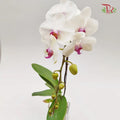 Big Single Stem Phalaenopsis Orchid