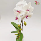Big Single Stem Phalaenopsis Orchid