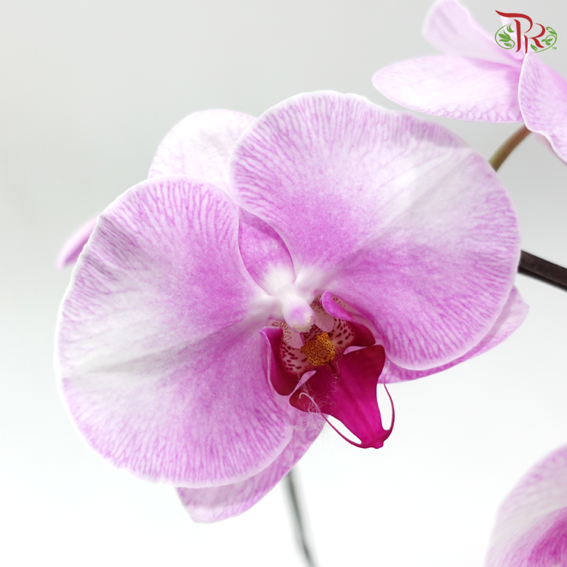 Big Single Stem Phalaenopsis Orchid