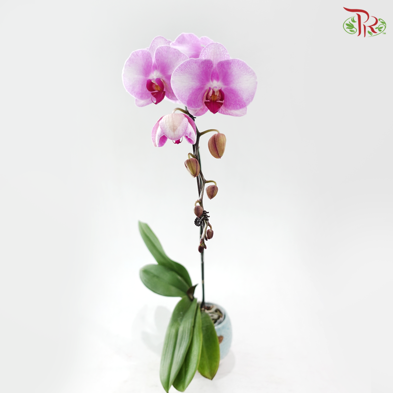 Big Single Stem Phalaenopsis Orchid