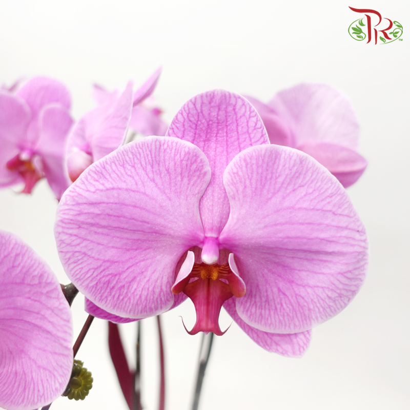 2in1 Premium Phalaenopsis Orchid Arrangement in Qing Hua Ci Pot (Random Choose Orchid Color)