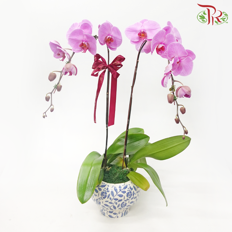 2in1 Premium Phalaenopsis Orchid Arrangement in Qing Hua Ci Pot (Random Choose Orchid Color)