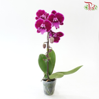 Big Single Stem Phalaenopsis Orchid - Big Lip