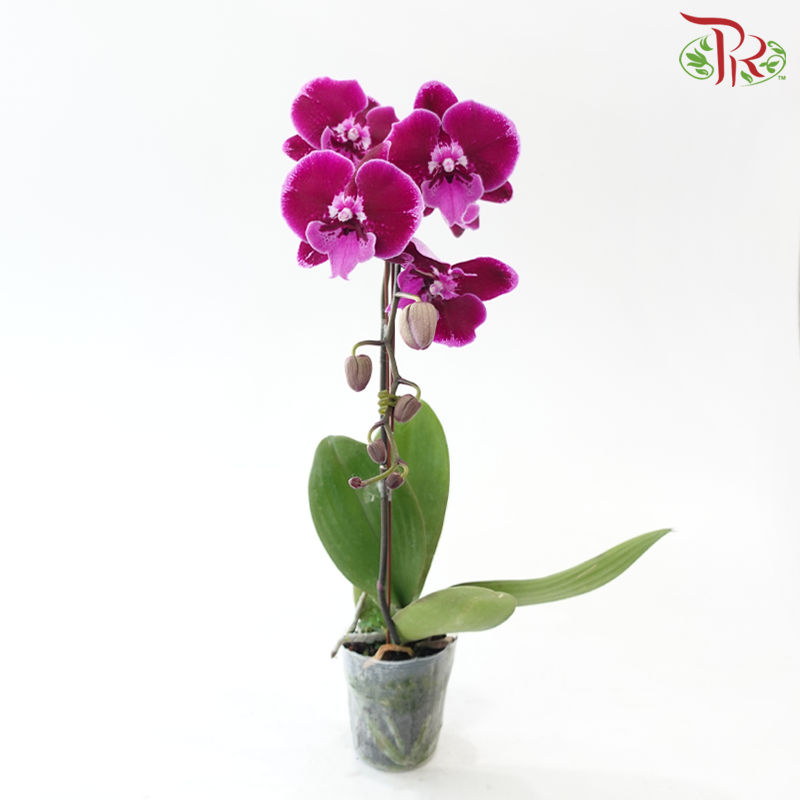 Big Single Stem Phalaenopsis Orchid - Big Lip
