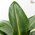 Bird of Paradise《天堂鸟》