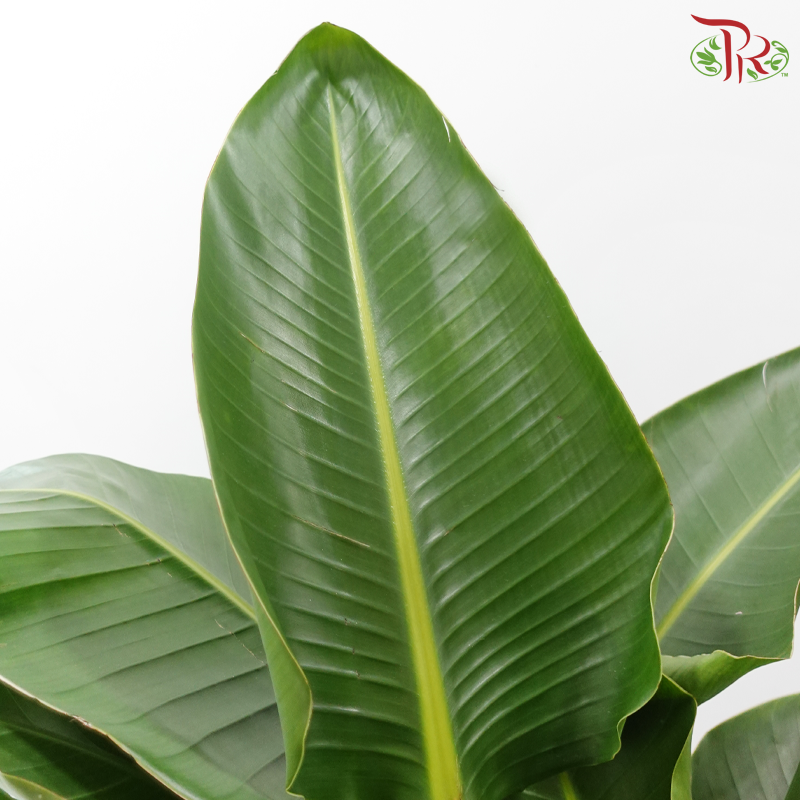 Bird of Paradise《天堂鸟》