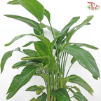 Bird of Paradise《天堂鸟》