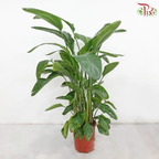 Bird of Paradise《天堂鸟》