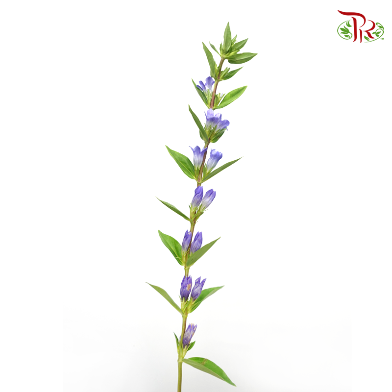 Gentiana - Blue Tone (5 Stems) - Pudu Ria Florist