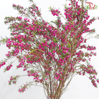 Boronia