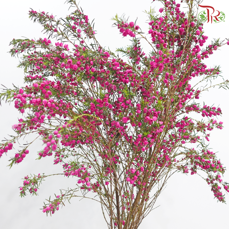 Boronia