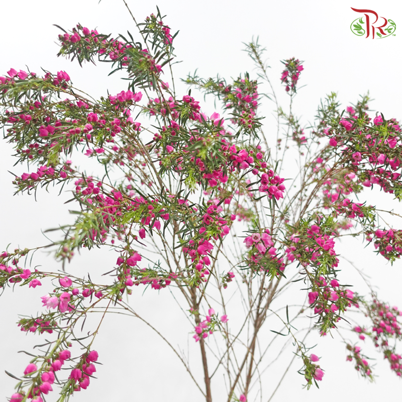 Boronia