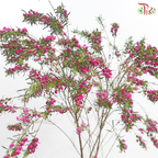 Boronia