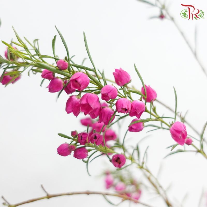 Boronia