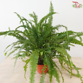 Boston Fern P220《波士顿蕨》