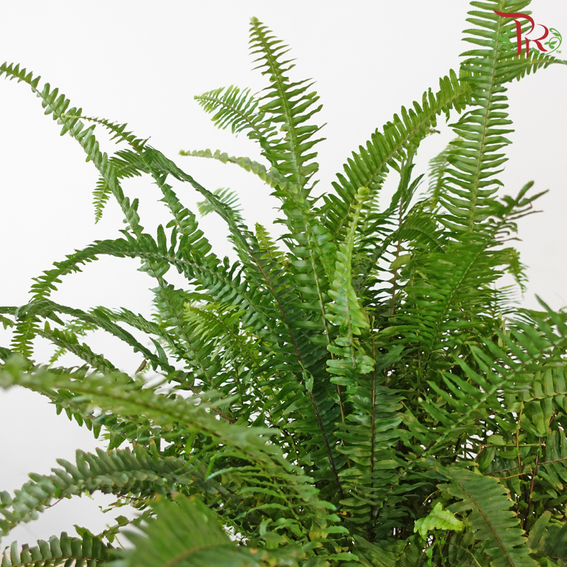 Boston Fern P220《波士顿蕨》