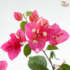 Bougainvillea Square Pot《三角梅》(Random Pick)