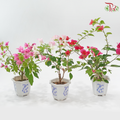 Bougainvillea Square Pot《三角梅》(Random Pick)