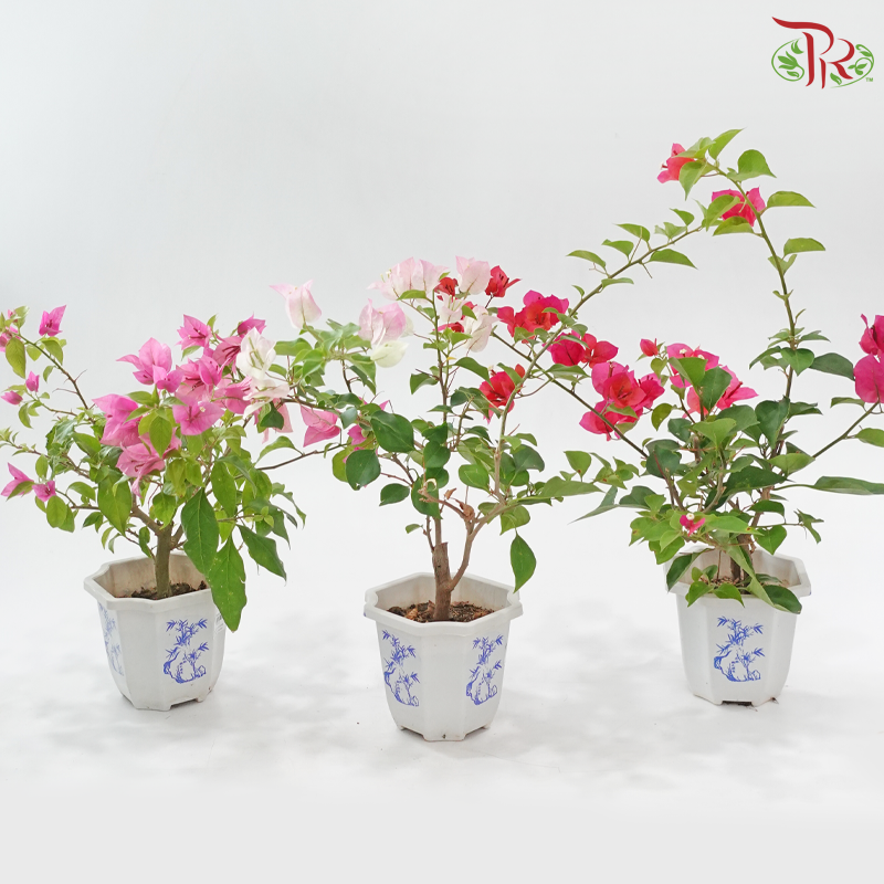 Bougainvillea Square Pot《三角梅》(Random Pick)