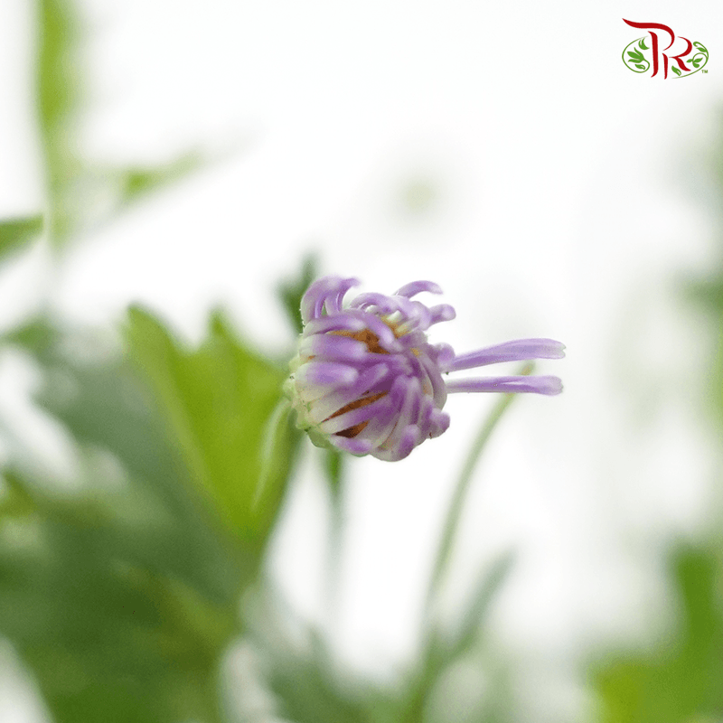 Brachyscome Brasco Violet  《姬小菊》 - Pudu Ria Florist