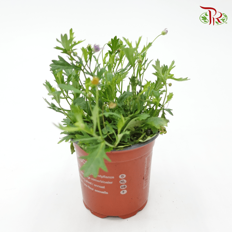 Brachyscome Brasco Violet  《姬小菊》 - Pudu Ria Florist