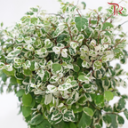 Breynia Disticha P150《彩叶山漆茎》