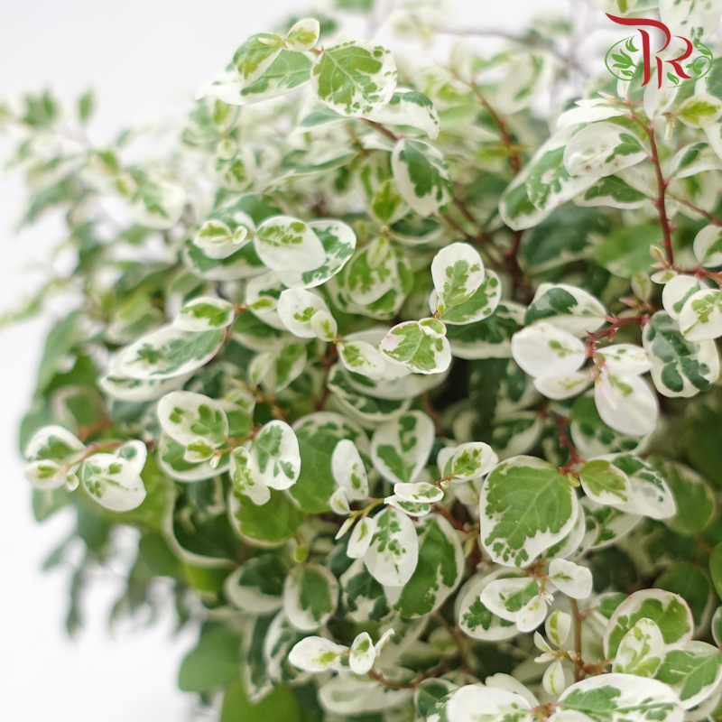 Breynia Disticha P150《彩叶山漆茎》