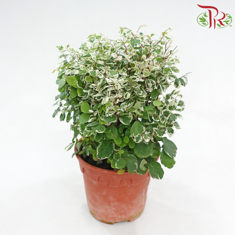 Breynia Disticha P150《彩叶山漆茎》