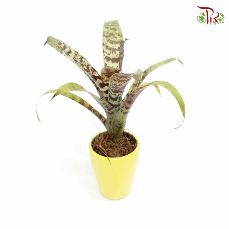 Bromeliad  《凤梨花》-1