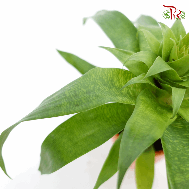 Bromeliad  《凤梨花》-3