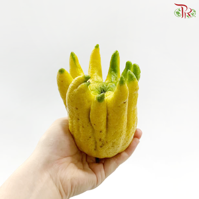 Buddha Hand Citron 佛手柑 (Per Unit) (With Size Option)