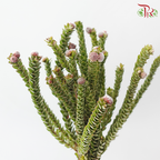 Buxifolia