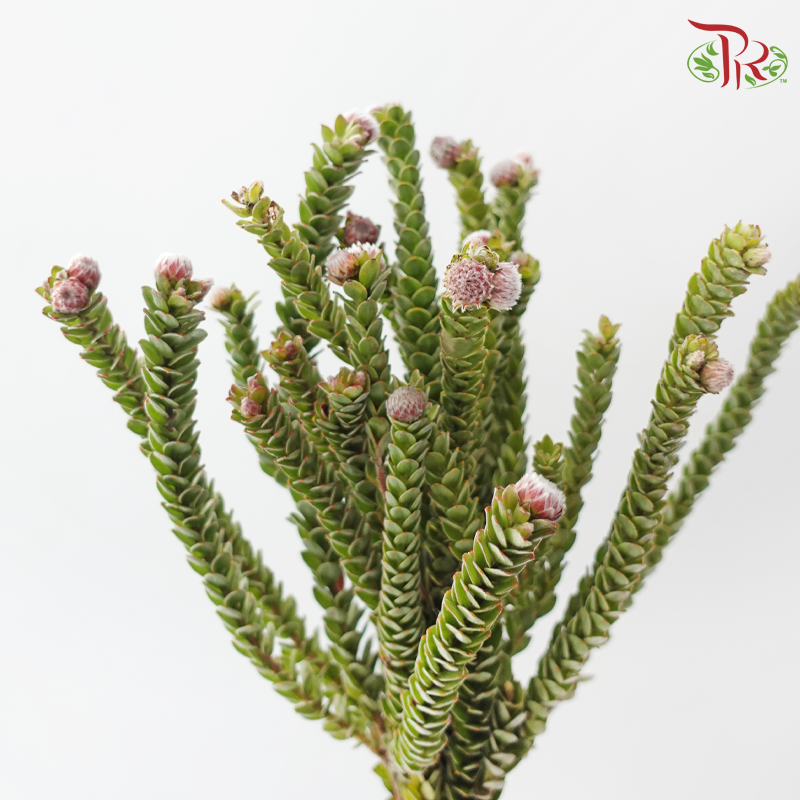 Buxifolia