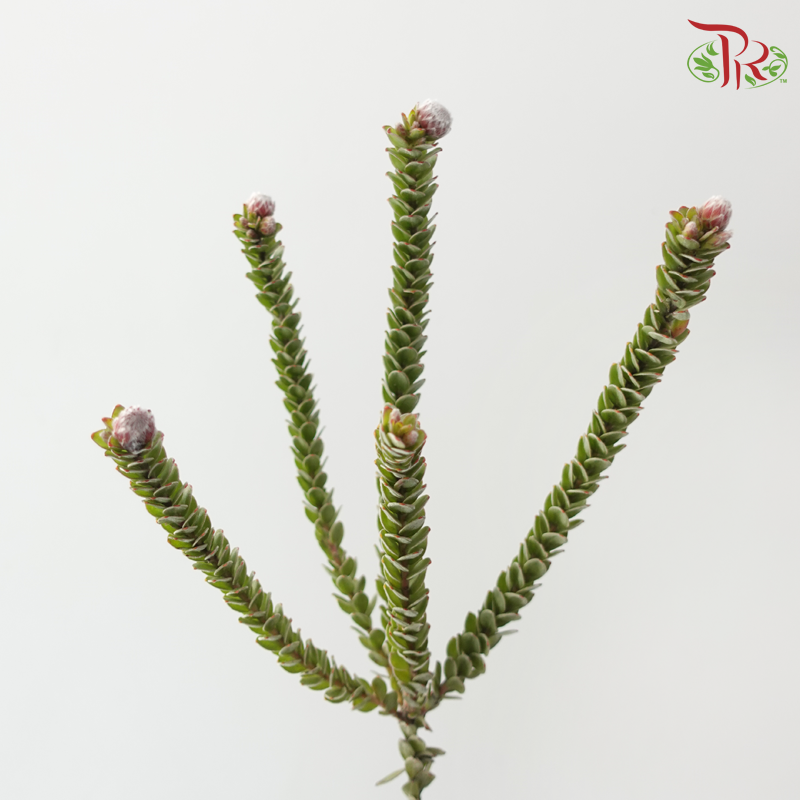 Buxifolia