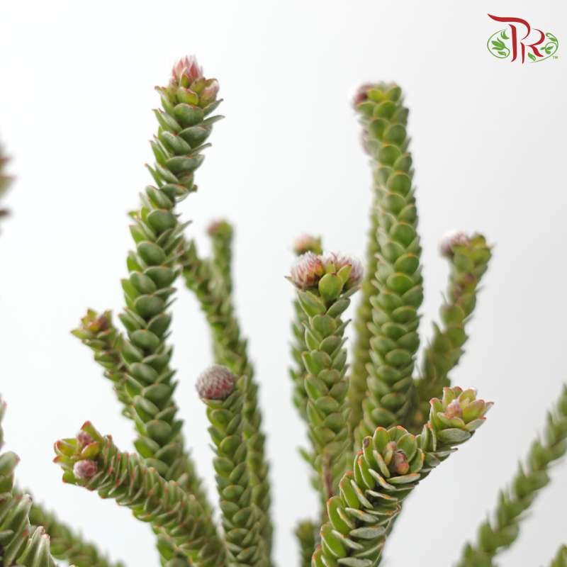 Buxifolia