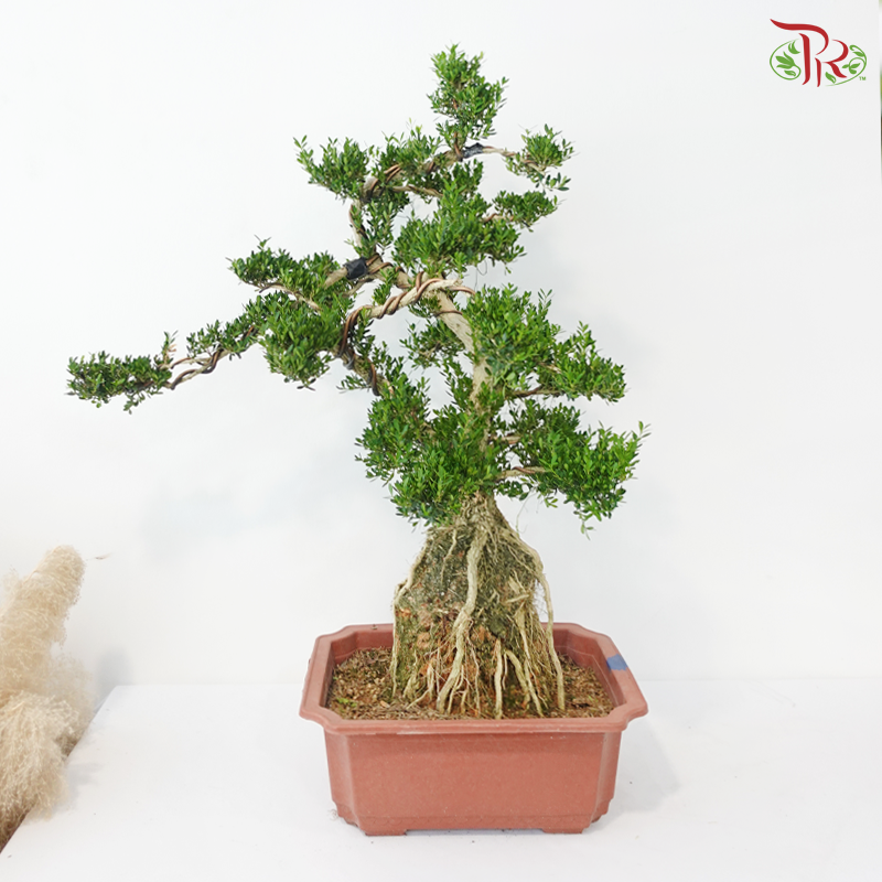 Buxus《黄杨盆景》(M)