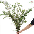 Buxus Sinica 《黄杨》