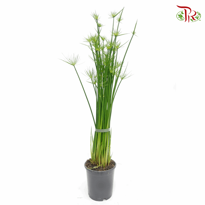 Cyperus Haspan 《畦畔莎草》