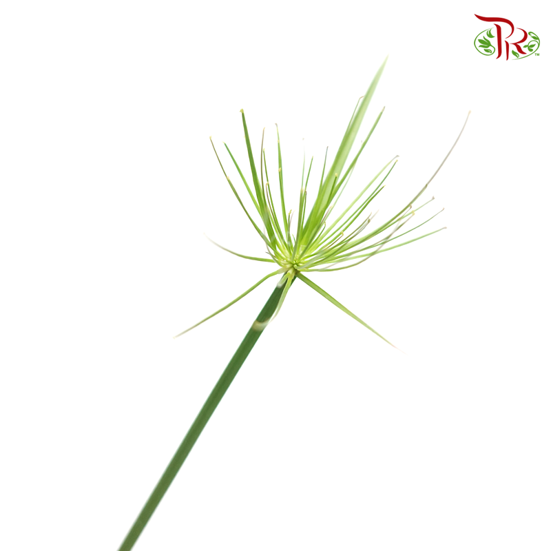 Cyperus Haspan 《畦畔莎草》 - Pudu Ria Florist