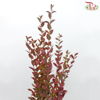 Weigela