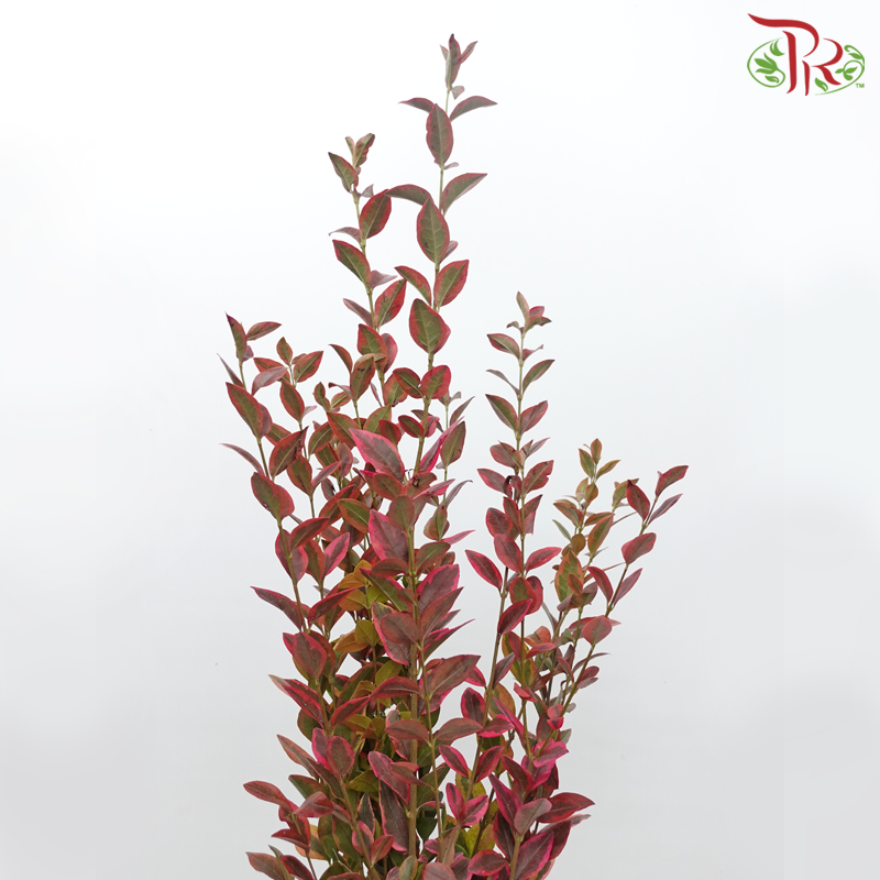 Weigela