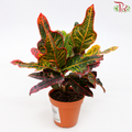 Codiaeum Excellent J01