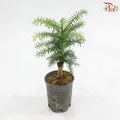Araucaria Heterophylla (P90)