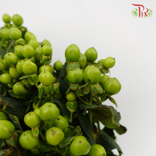 Berry Hypericum - Green (Per Bunch) - Pudu Ria Florist