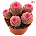 5pp Cactus Red Sun《多头仙人掌红太阳》