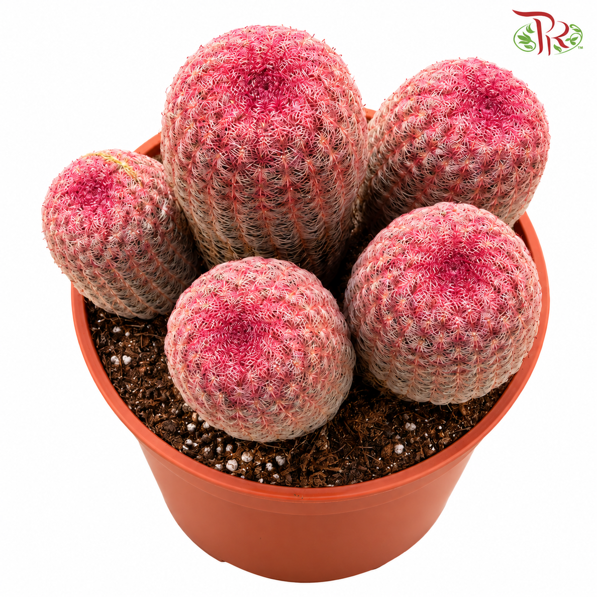 5pp Cactus Red Sun《多头仙人掌红太阳》