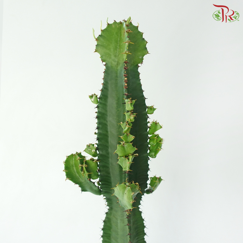 Euphorbia Acrurensis《三角树状大戟》