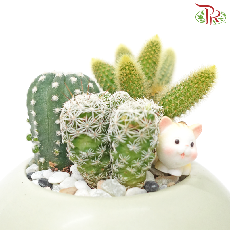 Cactus Arrangement (Random Choose Cactus & Deco)