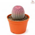 Cactus Red Sun J01《仙人掌红太阳》